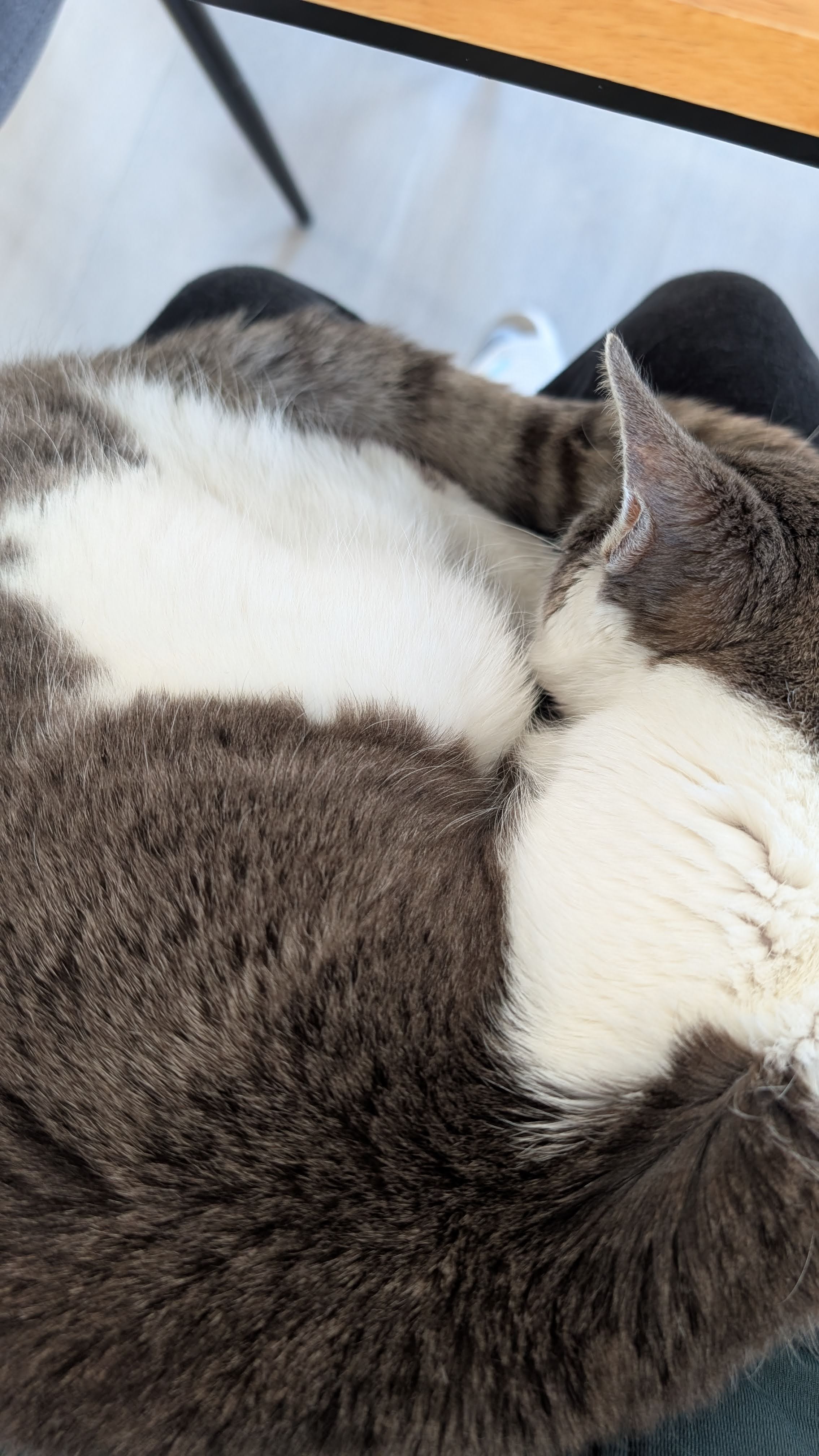 Navigating Life After Losing a Pet: A Personal Reflection