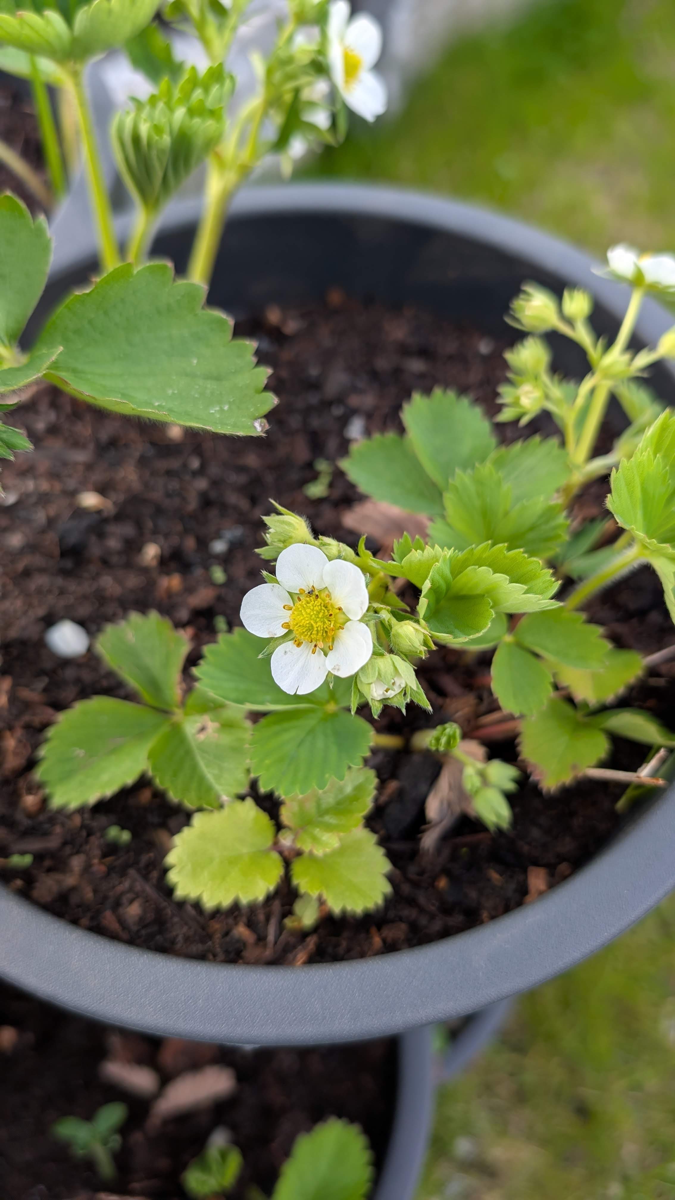 Garden Updates: Strawberries and Christmas Trees